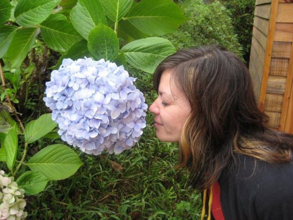 Gwen leaning in to smell a blue hydrangea